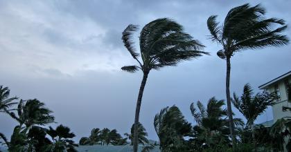 Palm trees blowing in the wind on a cloudy day, representing hurricane preparedness. Learn how you can prepare for disasters before they happen.