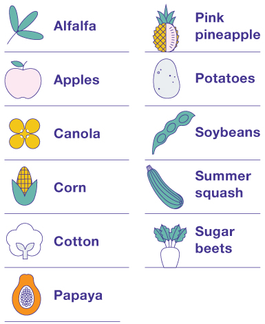 GMO Crops Currently Available in the US: Alfalfa, Apples, Canola, Corn, Cotton, Papaya, Potatoes, Soybeans, Summer Squash, Sugar Beets, and Papaya