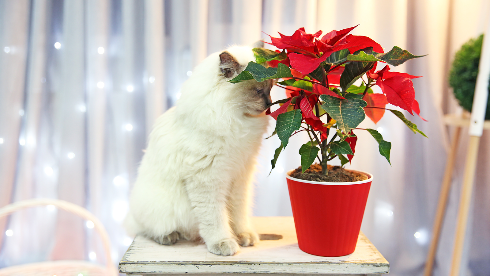 Cat with Poinsettia Plant - Poinsettias have a milky white, latex sap that can be very irritating to your pet’s mouth and stomach.