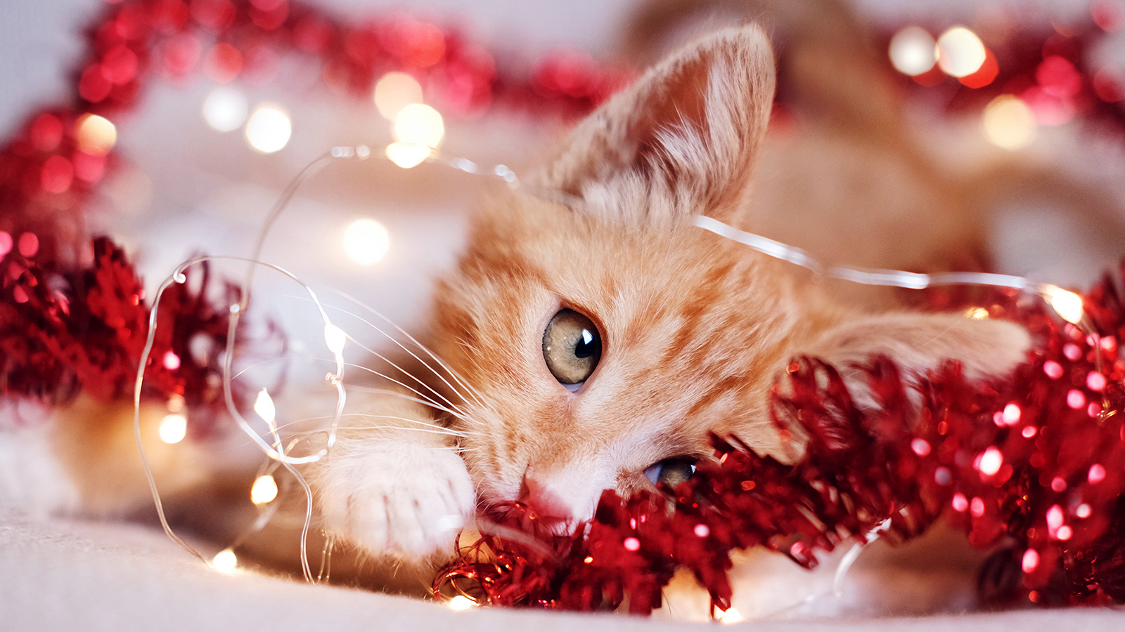 Un gato con guirnaldas navideñas - Las guirnaldas, las cintas, y las cuerdas ingeridas pueden enredarse en el estómago o intestinos.