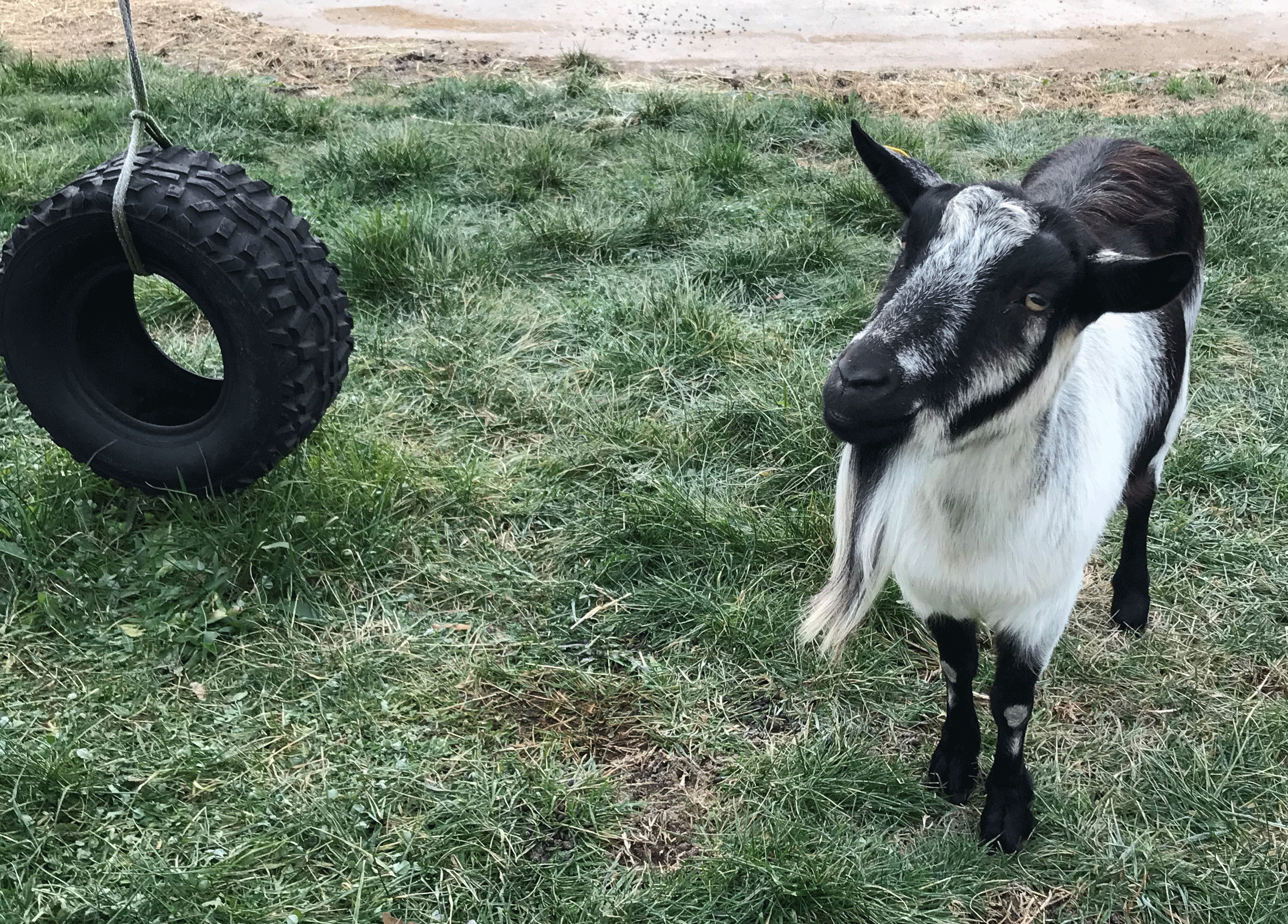 A goat in a field with a tire swing.