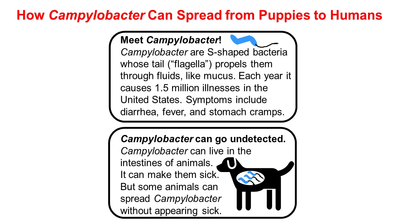 One box has an S-shaped bacteria with a tail. Meet Campylobacter. Campylobacter are S-shaped bacteria whose tail (“flagella”) propels them through fluids, like mucus. Each year it causes 1.5 million illnesses in the United States. Symptoms include diarrhea, fever, and stomach cramps. The 2nd box has a dog with Campylobacter in its stomach. Campylobacter can go undetected. Campylobacter can live in the intestines of animals. It can make them sick. Some animals can spread Campylobacter without appearing sick.