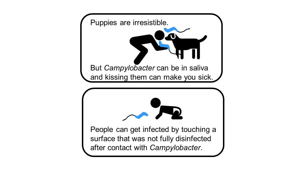 The first box has a cartoon of a person kissing a puppy. There are cartoon images of Campylobacter around the mouths of the human and puppy. Puppies are irresistible. But Campylobacter can be in saliva and kissing them can make you sick. The second box has a cartoon of a baby in a diaper crawling on the floor. There is a cartoon image of Campylobacter nearby on the floor. People can get infected by touching a surface that was not fully disinfected after contact with Campylobacter.