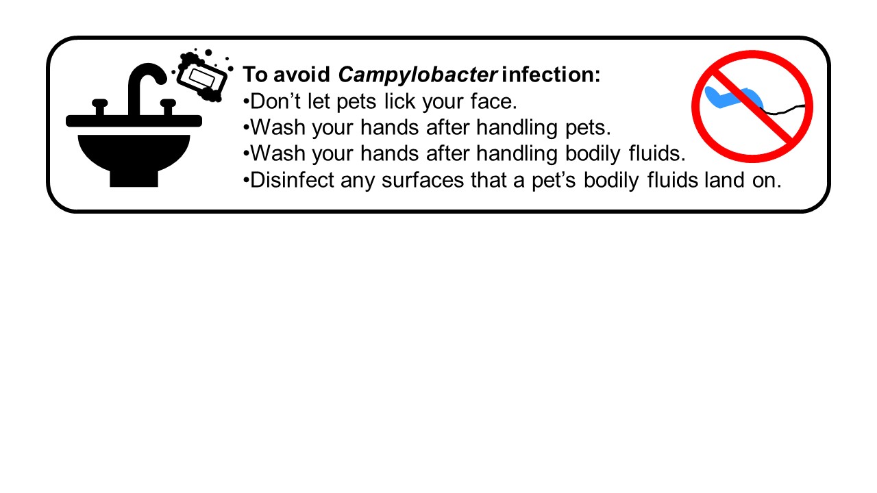 There is a single box on this page that contains text and cartoon images. There is an image of a sink and hand soap. There is also an image of Campylobacter with a red circle around it and a red slash through it. The text associated with this image states: To avoid Campylobacter infection: Don’t let pets lick your face. Wash your hands after handling pets. Wash your hands after handling bodily fluids. Disinfect any surfaces that a pet’s bodily fluids land on.