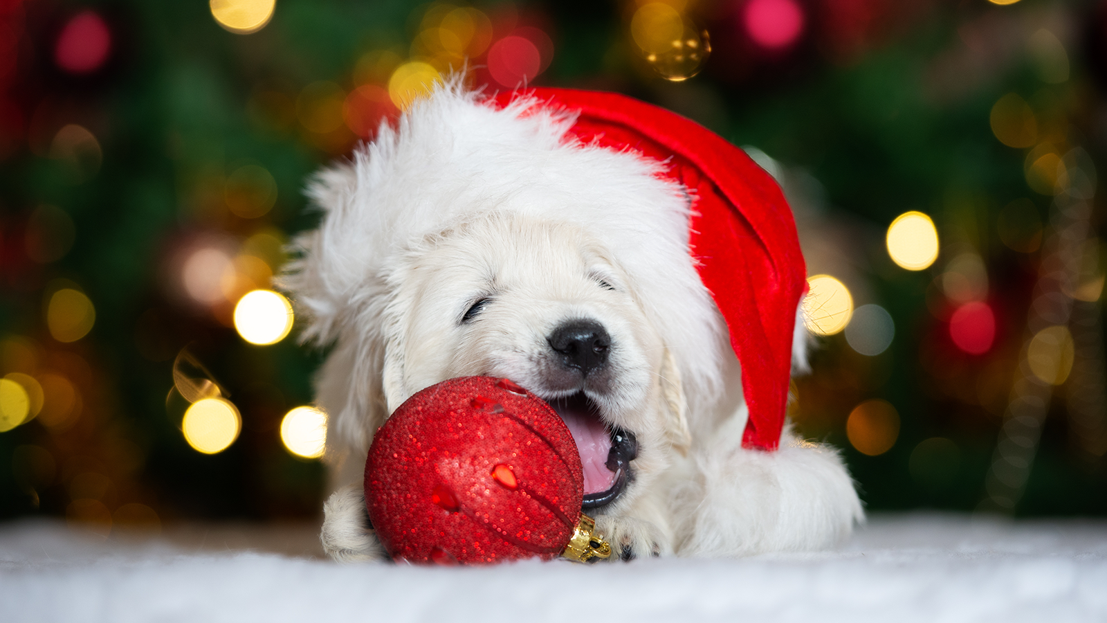 Labrador puppy wearing a Santa hat laying on rug in front of a Christmas tree. Don’t let your puppy chew on Christmas tree ornaments, as shown in the picture.