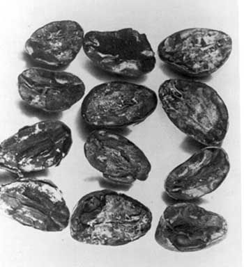 Cocoa bean rejects due to mold