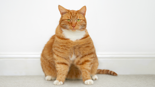 Photo of an overweight housecat