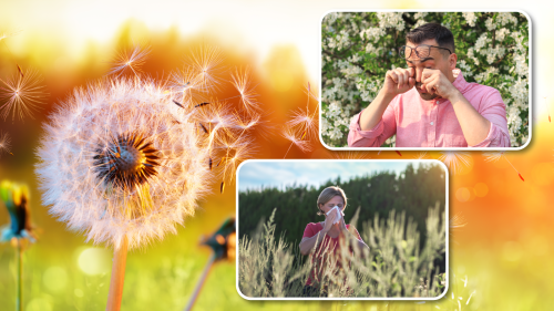 Photo graphic, main image of dandelion blowing in wind. Top inset photo of man rubbing watering eyes. Bottom inset photo of woman standing in field of flowers and sneezing.