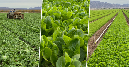 collage of three photos showing various types of leafy greens growing in fields, including a tractor, soil, and an irrigation pipe with a sprinkler