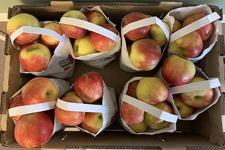 “Product image apples Quarter Peck Paper Tote Bag, Sticker on bag indicates Distributed by North Bay Produce, Inc. Traverse City, MI 49685” 