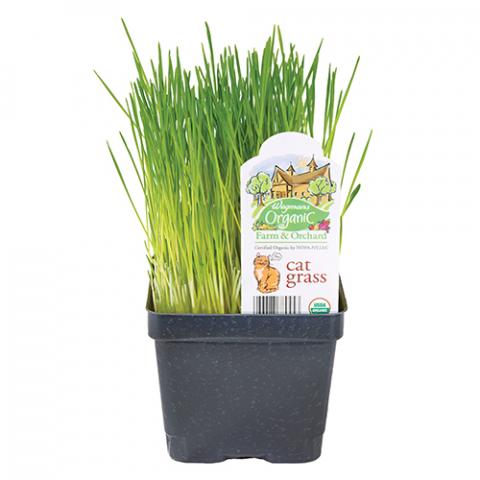 cat grass