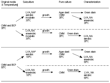 ​Schematic diagram of culture procedure for low-acid canned foods