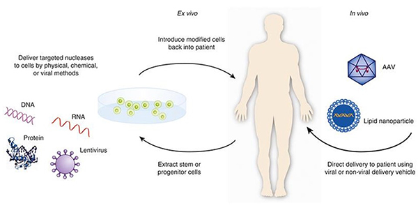 This graphic depicts the two major types of gene therapy.  The illustration on the left shows ex vivo gene therapy, where the cells are modified outside the body and then are delivered back to the patient.  The illustration on the right shows in vivo gene therapy, where the genetic modification of the cell takes place inside the body.