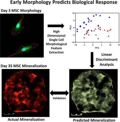Bauer-Biosketch-Early Morphology Predicts Biological Response