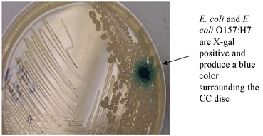 E. coli and E. coli O157:H7 are X-gal positive and produce a blue color surrounding the CC disc