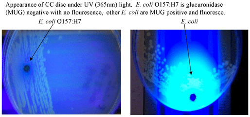 Appearance of CC disc under UV (365nm) light. E. coli O157:H7 is glucuronidaseare (MUG) negative with no flouresence, other E. coli are MUG positive and fluoresce. (L - E coli O157:H7, R - E. coli)