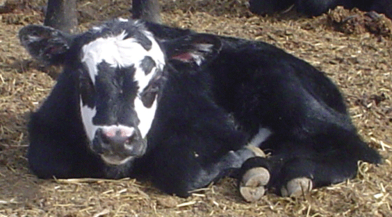 baby calf lying down
