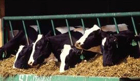 cows at feed trough