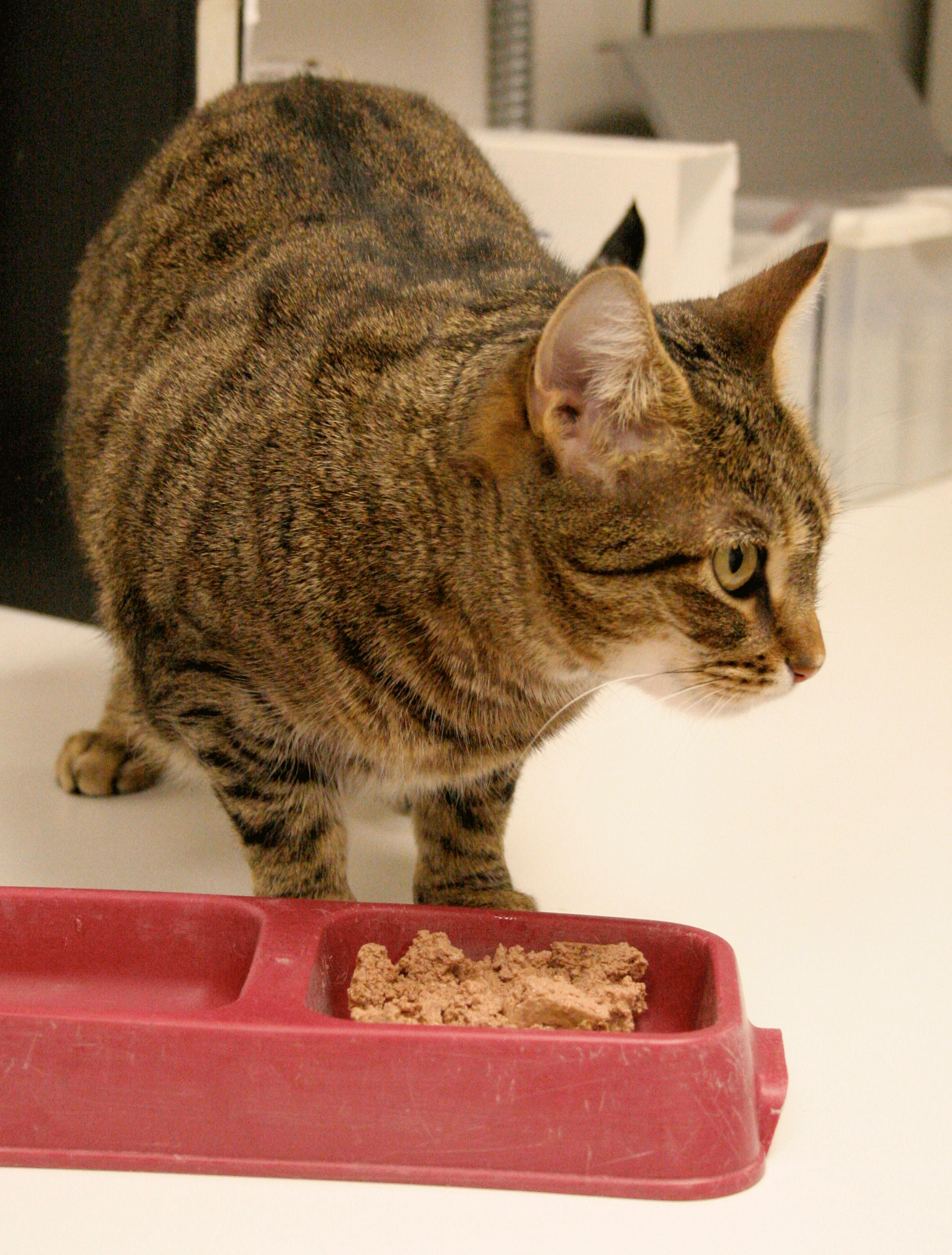 cat standing next to food dish