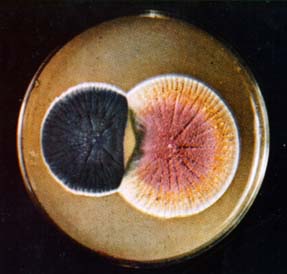 Penicillin mold growing in a petri dish