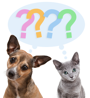 dog and cat with question marks in thought bubble (350x379)