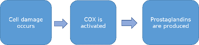 Cell damage occurs - The enzyme COX is activated - COX stimulates the damaged cell to produce prostaglandins.