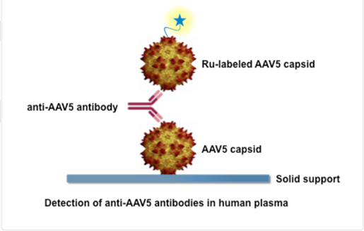 Detection of anti-AAV5 antibodies in human plasma.