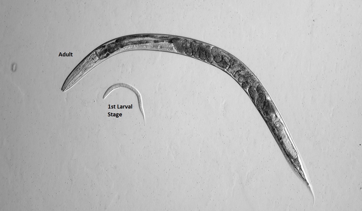 C. elegans worm transgenic strain adult and first larval stage