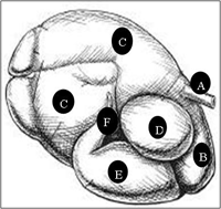 Diagrama 1: Diagrama del estómago de una vaca