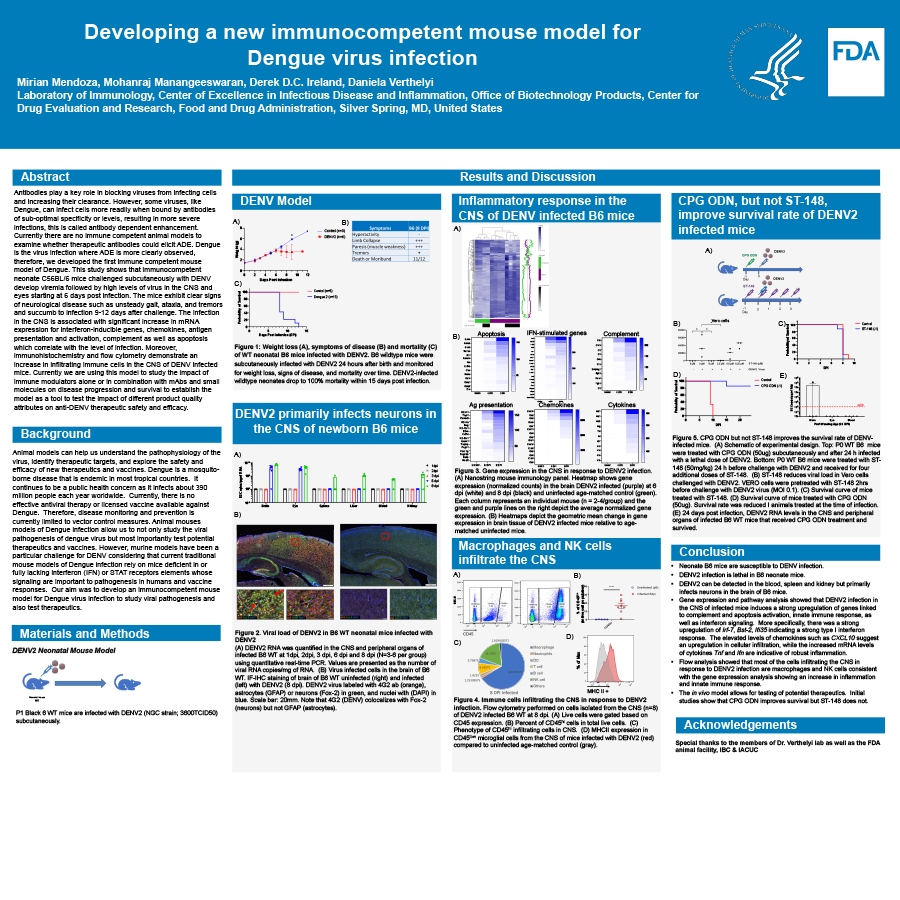 Developing a new immunocompetent mouse model for Dengue virus infection