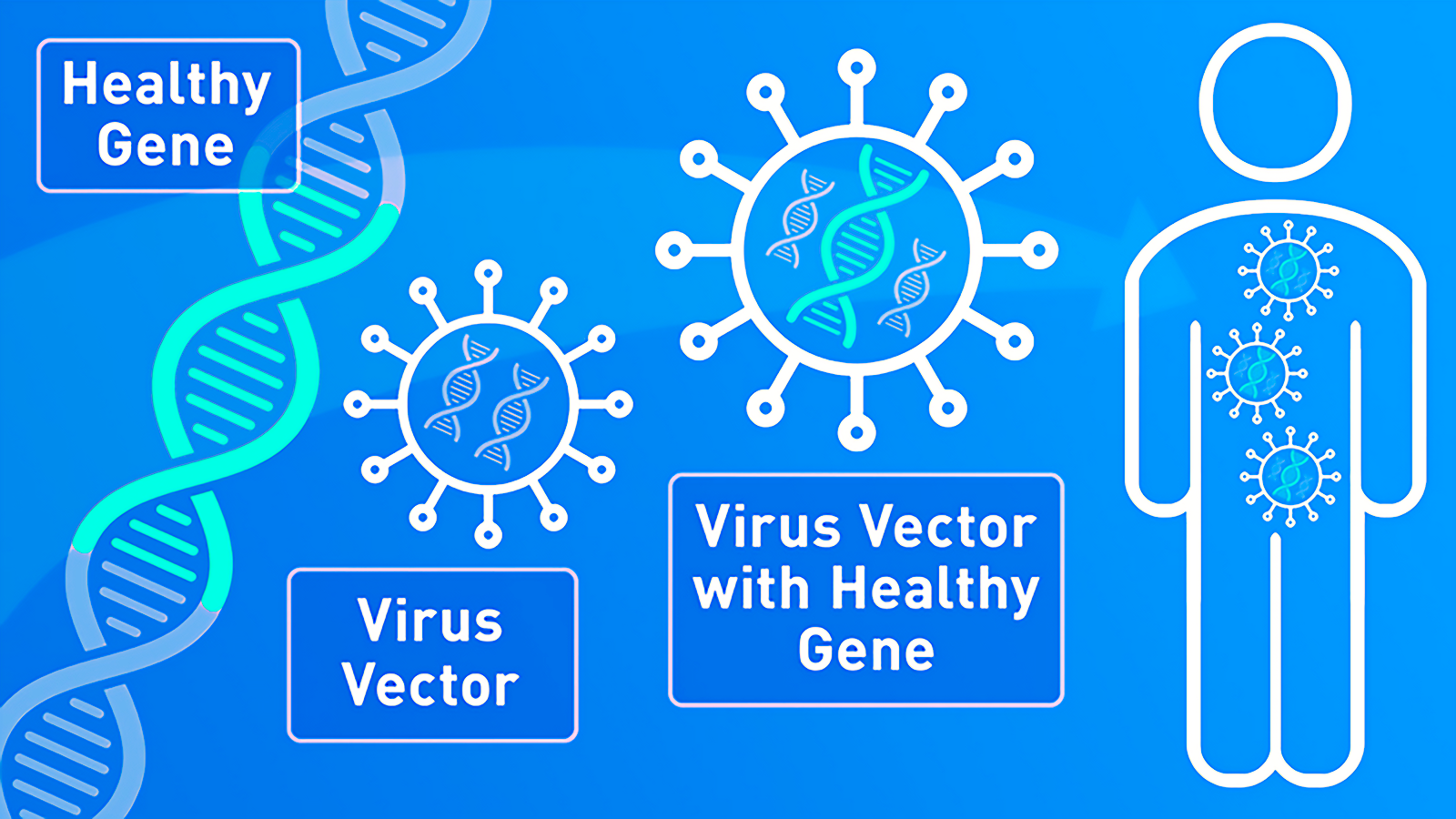 Human cells can be used to test drugs