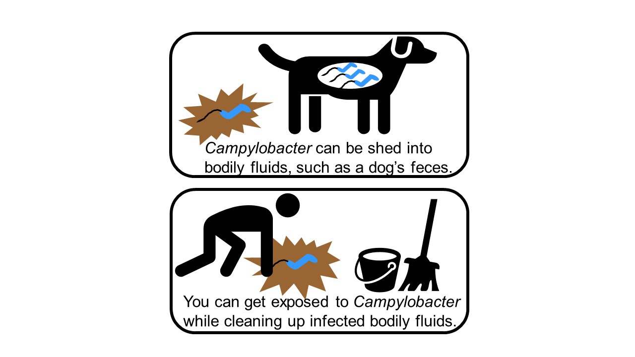 The first box has a cartoon of a dog with Campylobacter in its stomach. There is a cartoon image of feces behind the dog and Campylobacter in the feces. Campylobacter can be shed into bodily fluids, such as a dog’s feces. The second box has a cartoon image of a person bent down over the dog’s feces. Campylobacter is shown in the feces. There is a mop and bucket nearby for the person to clean up the mess. You can get exposed to Campylobacter while cleaning up infected bodily fluids.