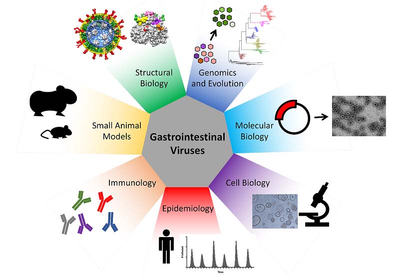 Different approaches utilized by our lab to study gastrointestinal viruses.