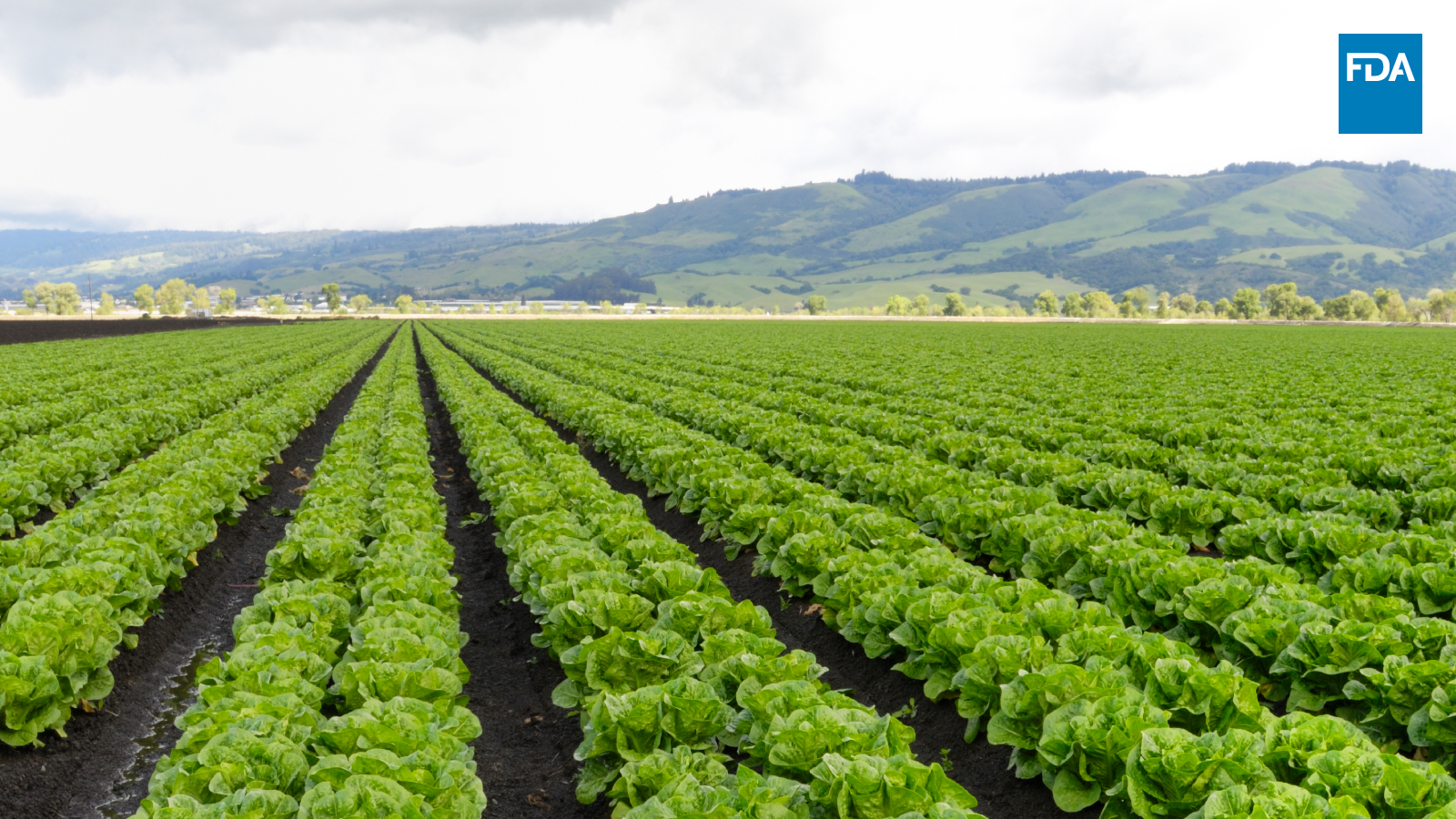 Targeted Sampling, Efforts to Enhance the Safety of Leafy Greens