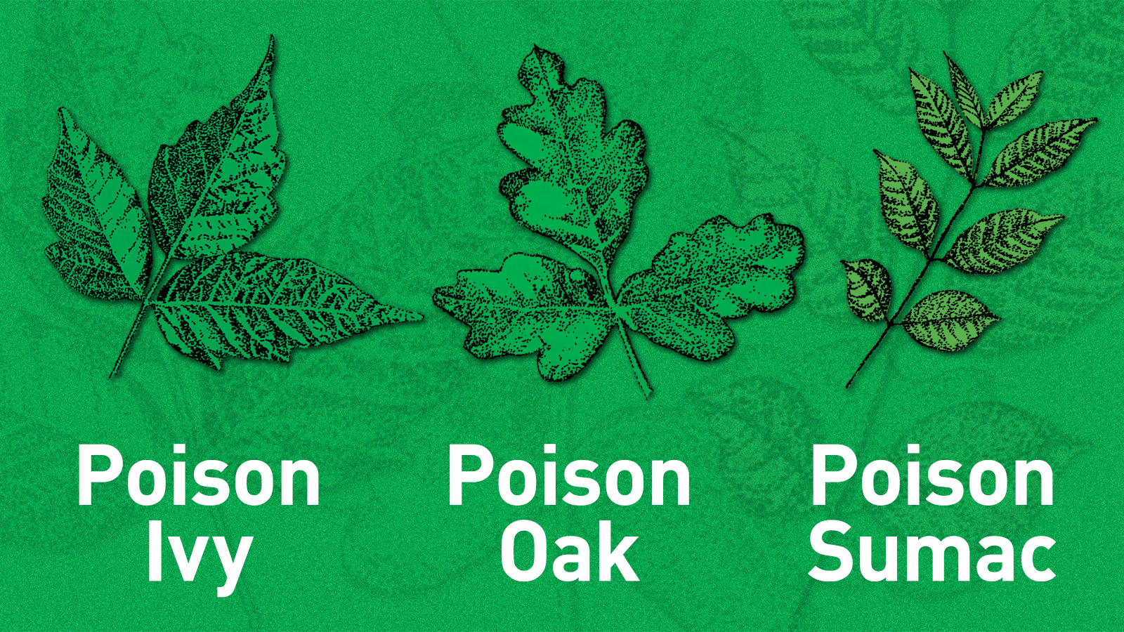 What Makes Poison Ivy Rash Worse