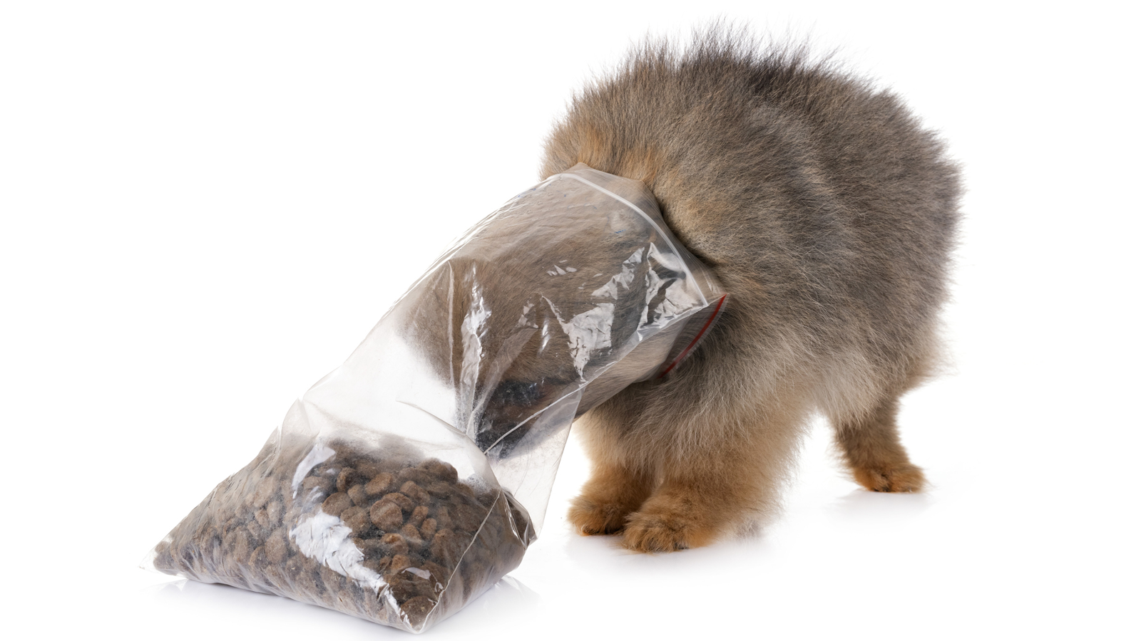 Pomeranian with head stuck in plastic bag.
