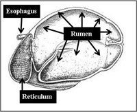 Diagrama 3: Primeras dos secciones del estómago de una vaca, el retículo y el rumen