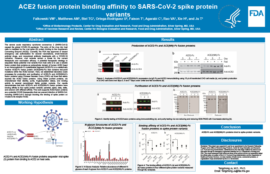 2023 Science Forum Poster Thumbnail - ACE2 fusion protein binding affinity to SARS-CoV-2 spike protein variants