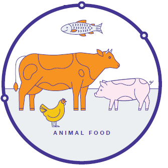 GMO Crops, Animal Food, and Beyond | FDA