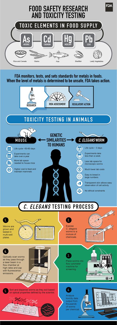 C. elegans Model in Toxicity Testing - Infographic