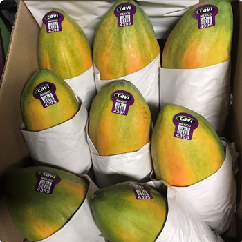 Cavi papayas