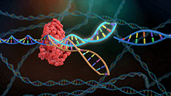 ADN de doble cadena compuesto con Cas9, una enzima endonucleasa de ADN guiada por ARN asociada al sistema de inmunidad adaptativa CRISPR (Repeticiones palindrómicas cortas agrupadas y regularmente espaciadas, por el nombre en inglés) en ciertas bacterias. Un modelo de ARN ha guiado a la nucleasa Cas9 hasta el punto objetivo del ADN, donde ha realizado un corte de doble cadena para la reparación subsecuente del ADN. 