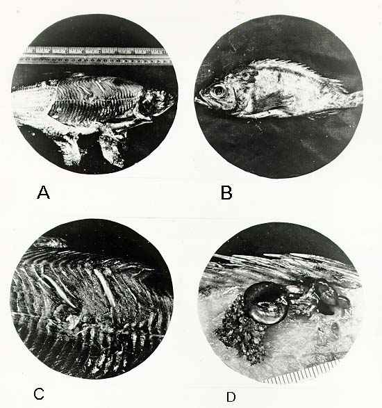 CYSTS CONTAINING PARASITES IN FIN FISH