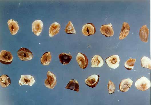 DISCOLORATION TYPICAL OF RANCIDITY IN FILBERT KERNELS