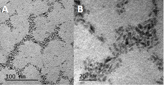 Figure 2. TEM image of INFeD showing elongated shape of individual particles