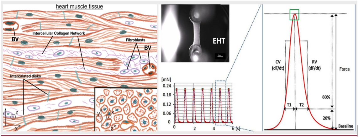 Figure 4. Engineered heart tissues (EHTs) recapitulate the 3D nature of heart muscle tissue 