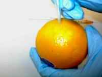 Growth and Survival of Salmonella and Escherichia coli in Oranges Fig 3