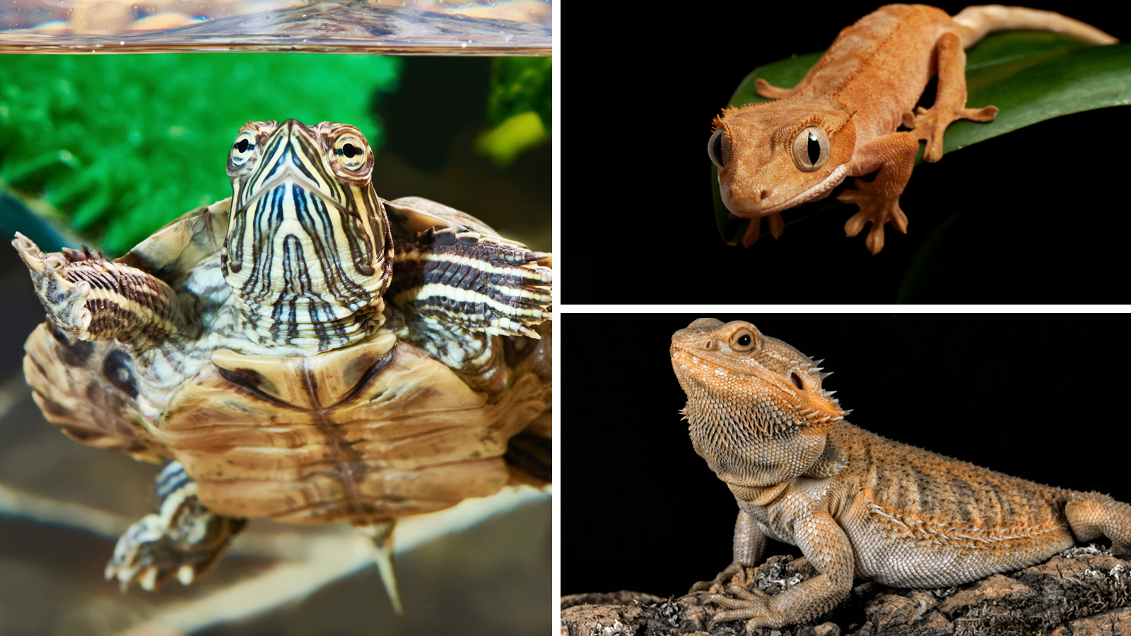 Pet Turtles: Cute But Commonly Contaminated with Salmonella | FDA