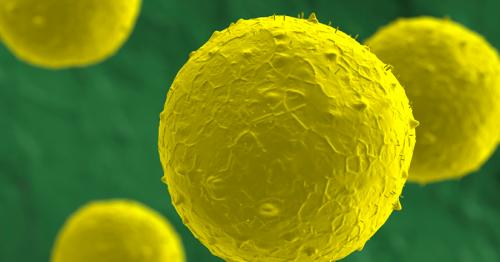 Photo taken through microscope (electron micrograph) of four round stem cells with slightly bumpy surfaces, colored yellow against a green background to enhance visual clarity.