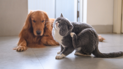 Photo of cat scratching itself in the foreground with a dog watching in the background